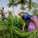 ക്ഷീര വികസന വകുപ്പ് വാർഷിക പദ്ധതിക്ക് ഓൺലൈനായി അപേക്ഷ ക്ഷണിച്ചു